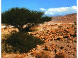 The thorny acacia tree which grows even in the most arid desert.